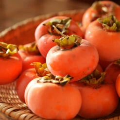 Weeping Persimmon 7 Weeping Persimmon -Lanscapes Store Magic Fountain Weeping Persimmon 2