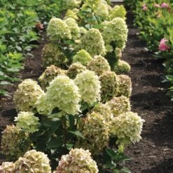 Magical® Candle Hydrangea Shrub -Lanscapes Store Magical Candle 3