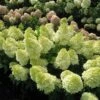 Magical® Candle Hydrangea Shrub 1 Magical® Candle Hydrangea Shrub -Lanscapes Store Magical Candle 600x600 FGT