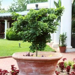 Ginkgo Biloba 'Mariken' Tree -Lanscapes Store Mairken Ginkgo 1 FGT