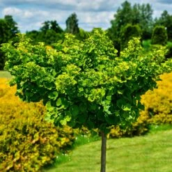 Ginkgo Biloba 'Mariken' Tree -Lanscapes Store Mairken Ginkgo 8 FGT
