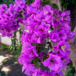 Majestic Purple Bougainvillea -Lanscapes Store Majestic Purple Bougainvillea 4 FGT