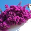 Majestic Purple Bougainvillea 1 Majestic Purple Bougainvillea -Lanscapes Store Majestic Purple Bougainvillea FGTT 600x600 1
