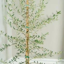 Manzanillo Olive Tree -Lanscapes Store Manzanilla Olive Tree 2