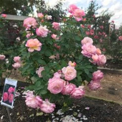 Marc Chagall™ Rose -Lanscapes Store Marc Chagall