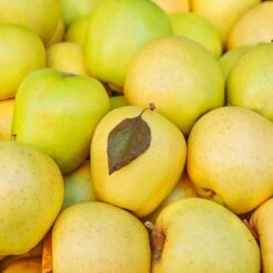 Mutsu (Crispin) Apple Tree -Lanscapes Store Matsu Crispin Apple 2 911ff493 b5f3 4735 b48a e3117551cc55