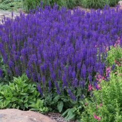 May Night Salvia -Lanscapes Store May Night Salvia sage 2 FGT