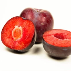 Methley Plum Tree -Lanscapes Store Methley Plum 3 6230ed7a 5c4e 4b03 88d0 ad8f75f62363