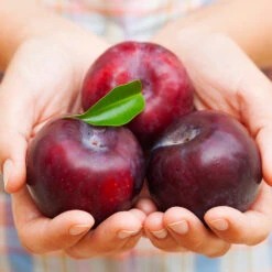 Methley Plum Tree -Lanscapes Store Methley Plum 4 4ec34c93 142f 4450 8af1 feb06f93c049