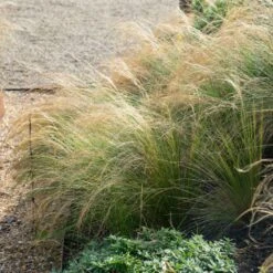 Mexican Feather Grass 9 Mexican Feather Grass -Lanscapes Store Mexican Feather Grass 2 FGT