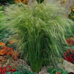 Mexican Feather Grass 10 Mexican Feather Grass -Lanscapes Store Mexican Feather Grass 5
