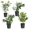 Citrus Bush Variety Kit 2 Citrus Bush Variety Kit -Lanscapes Store Meyer Key cal Per 1 2 bush 600x600 2c56cf88 a401 40e9 bd89 34f2eb3cd2b9