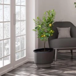 Meyer Lemon Tree - USDA Organic -Lanscapes Store Meyer Lemon Tree 3 FGT b7562976 3142 4944 868e f1282fe437b5