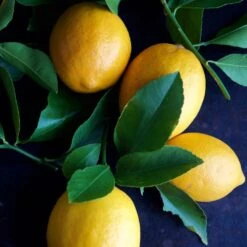 Meyer Lemon Tree - USDA Organic -Lanscapes Store Meyer Lemon Tree 4 FGT 86c355b1 1806 432f bbab b2cdc2387094