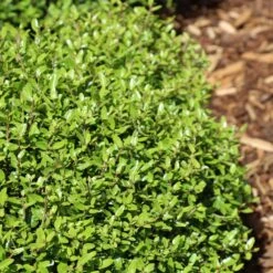 Micron® Holly Shrub 9 Micron® Holly Shrub -Lanscapes Store Micron Holly 4 FGT
