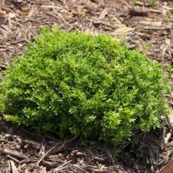 Micron® Holly Shrub 11 Micron® Holly Shrub -Lanscapes Store Micron Holly 8 FGT