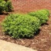 Micron® Holly Shrub 1 Micron® Holly Shrub -Lanscapes Store Micron Holly FGT 600x600 cc732743 8fd3 45e5 8acd 804a14afbbb0