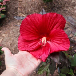 Midnight Marvel Hardy Hibiscus 10 Midnight Marvel Hardy Hibiscus -Lanscapes Store Midnight Marvel Hibiscus 2