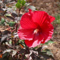 Midnight Marvel Hardy Hibiscus 11 Midnight Marvel Hardy Hibiscus -Lanscapes Store Midnight Marvel Hibiscus 6