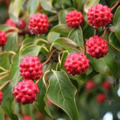 Milky Way Chinese Dogwood Tree -Lanscapes Store Milky Way Select 1