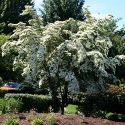 Milky Way Chinese Dogwood Tree -Lanscapes Store Milky Way Select 2