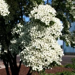 Milky Way Chinese Dogwood Tree -Lanscapes Store Milky Way Select 3