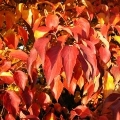 Milky Way Chinese Dogwood Tree -Lanscapes Store Milky Way Select 4