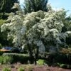 Milky Way Chinese Dogwood Tree 1 Milky Way Chinese Dogwood Tree -Lanscapes Store Milky Way Select 600x600 a2964b34 a1f1 43e5 b72b 5e33597c3e78