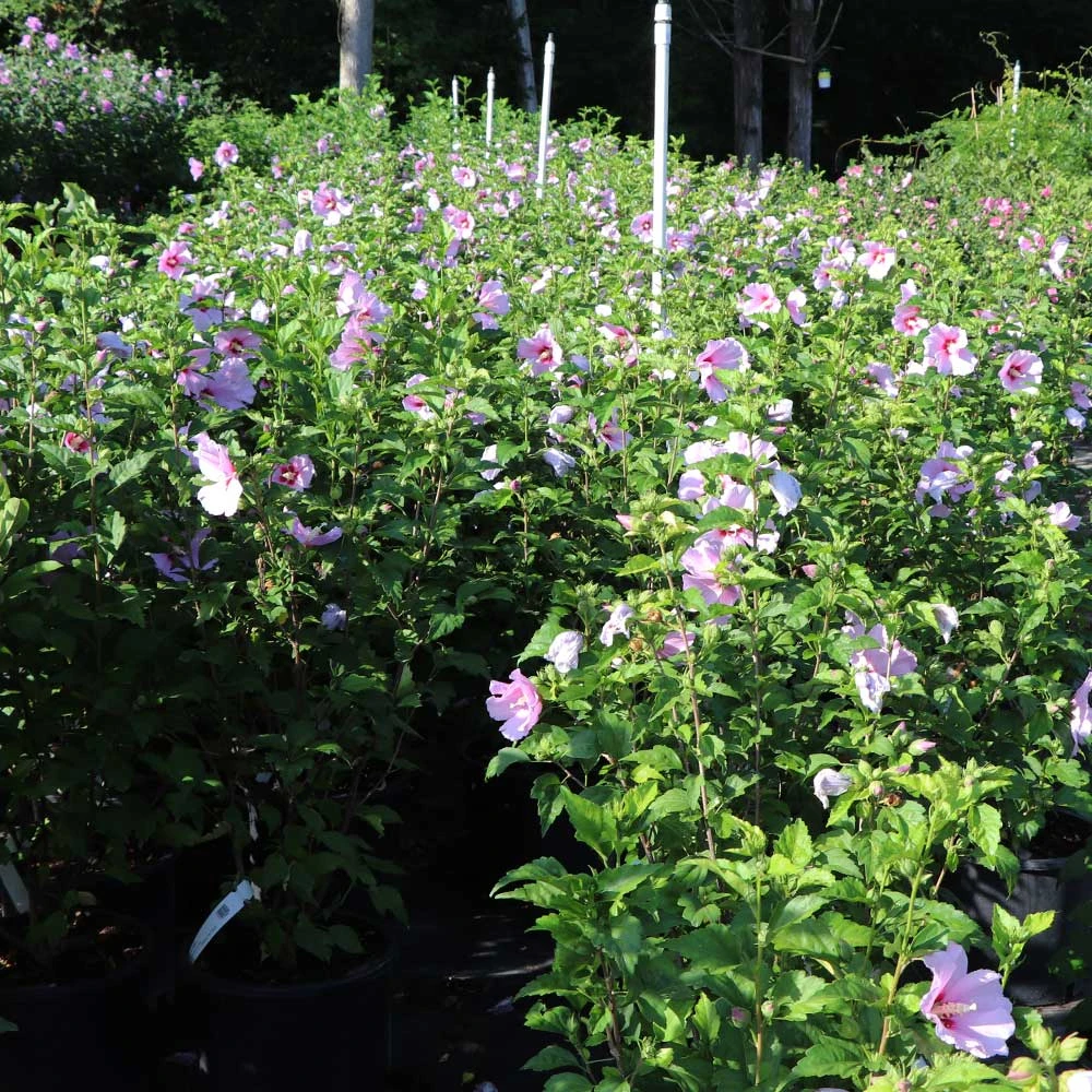 Minerva Rose Of Sharon Althea Shrub 7 Minerva Rose Of Sharon Althea Shrub - Image 5