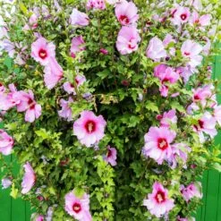 Minerva Rose Of Sharon Althea Shrub 9 Minerva Rose Of Sharon Althea Shrub -Lanscapes Store Minerva Rose of Sharon 3