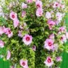 Minerva Rose Of Sharon Althea Shrub -Lanscapes Store Minerva Rose of Sharon 600x600 52d2273b 3935 4751 bb8d 3efc1c0374de