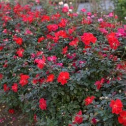 Miracle On The Hudson™ Rose -Lanscapes Store Miracle on the Hudson 4 FGT