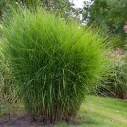 Miscanthus Gracillimus (Maiden Grass) -Lanscapes Store Miscanthus Gracillimus Maiden Grass 1
