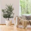 Mission Olive Tree -Lanscapes Store Mission Olive FGT 600x600 49ed6558 0b08 46fc 9824 360866454470