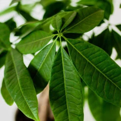 Money Tree In White Pot 9 Money Tree In White Pot -Lanscapes Store Money Tree Green Circle LIV Pottery Pot 3