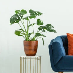 Boho House Plant Kit -Lanscapes Store Monstera delisiosa 3 FGT 704a637b b40b 4518 a8eb f83a103d90ba