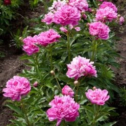 Mr. Ed Peony -Lanscapes Store Mr Ed peony 4 FGT