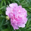 Mr. Ed Peony 2 Mr. Ed Peony -Lanscapes Store Mr Ed peony FGT 600x600 670ab48d 1e94 4fe5 83e1 72e55bfa4487