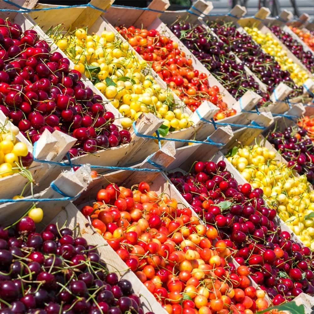 5-in-1 Cherry Tree 4 5-in-1 Cherry Tree - Image 2