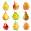 5-in-1 Pear Tree -Lanscapes Store Multifruit Pear 600x600 671e4fd8 cb56 4795 9f54 6e16828a155c