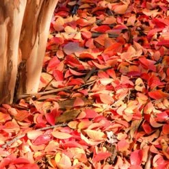 Muskogee Crape Myrtle Tree -Lanscapes Store Muskogee Crape Myrtle 6