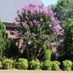 Muskogee Crape Myrtle Tree -Lanscapes Store Muskogee Crape Myrtle 7 FGT