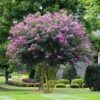 Muskogee Crape Myrtle Tree -Lanscapes Store Muskogee Crape Myrtle FGT 600x600 39800816 3b8c 443a 95a1 8a2bf59ddd34