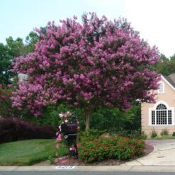 Muskogee Crape Myrtle Tree -Lanscapes Store Muskogee Crape Myrtle single trunk