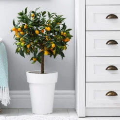 Nagami Kumquat Tree -Lanscapes Store Nagami Kumquat 3 FGT