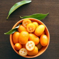 Nagami Kumquat Tree -Lanscapes Store Nagami Kumquat 5 FGT