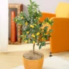 Nagami Kumquat Tree -Lanscapes Store Nagami Kumquat FGT 600x600 b6a6cf15 c18f 474b bd69 34a2bc9e43b5