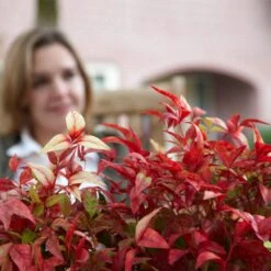 Fire Power Nandina Shrub -Lanscapes Store Nandina Firepower 1