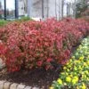 Fire Power Nandina Shrub -Lanscapes Store Nandina Firepower FGT 600x600 1cb8a9da 1064 4337 8dde 369891757fd3