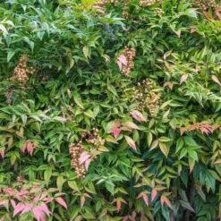 Heavenly Bamboo Nandina Shrub -Lanscapes Store Nandina Heavenly Bamboo 4